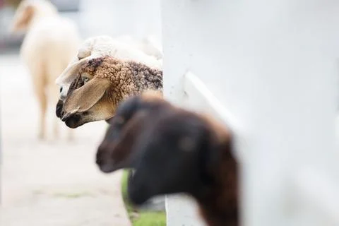 Sheep in the farm. Stock Photos