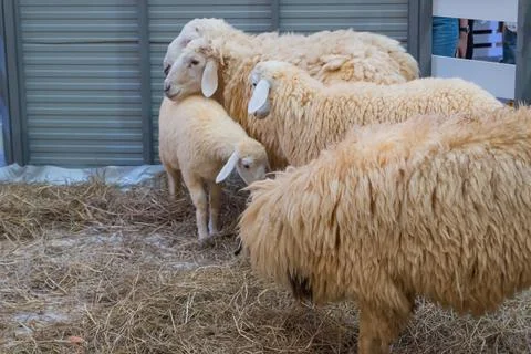 Sheep in the farm Stock Photos