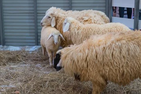 Sheep in the farm Stock Photos