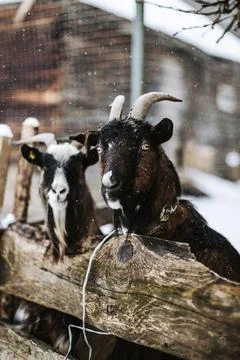 Sheep in a farm Stock Photos
