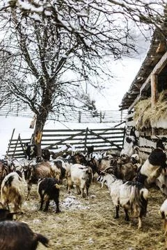 Sheep in a farm Stock Photos