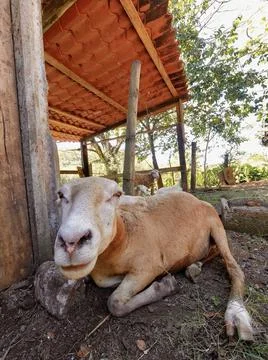 Sheep On A Farm Stock Photos