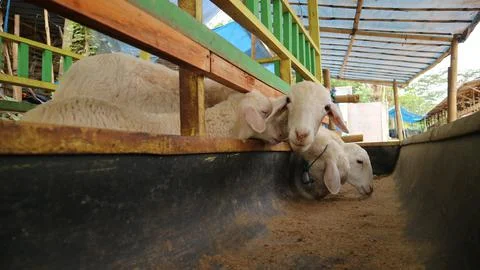Sheep Farm Stock Photos