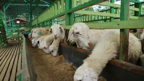 Sheep Farm Stock Photos