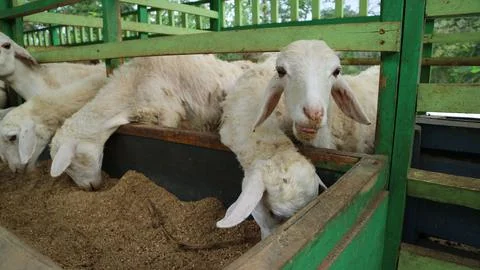 Sheep Farm Stock Photos