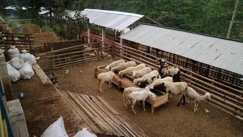 Sheep Farm Stock Photos
