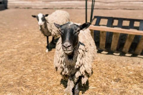 Sheep on the farm Foto stock