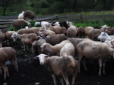 Sheep farm Stock Photos