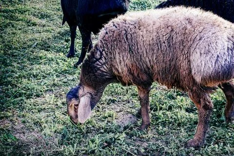 Sheep on a farm 库存照片