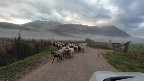 Sheep on farm road. Stock Footage 320249442