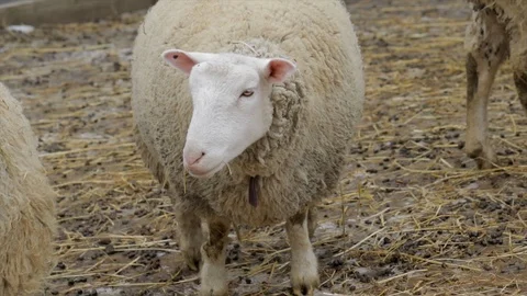 Sheep on a farm with thick wool Stock Video Pond5