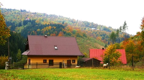 Sheep at Farm wide angle Stock Footage 56198768