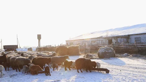 Sheep on a farm in winter 스톡 동영상 60942561