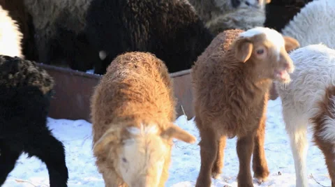 Sheep on a farm in winter 스톡 동영상 60942584