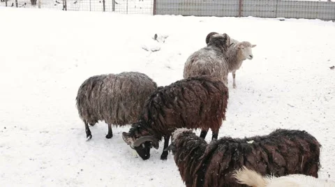 Sheep farm in the winter Stock Footage 65147970