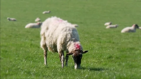 Sheep in farmers field Stock Footage 74577540