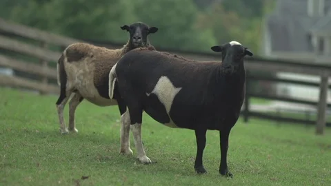 Sheep at a Farmhouse Stock Footage 86214462