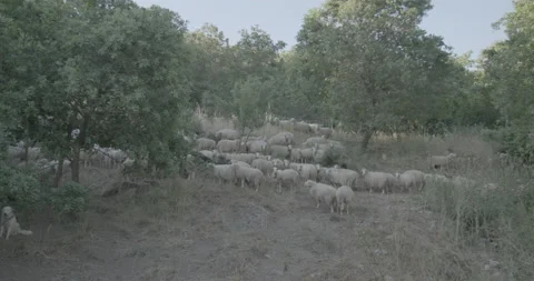 Sheep Farming. Close up Stock Footage 171483214