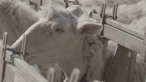 Sheep Farming. Stock Footage 170490445
