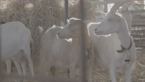 Sheep Farming. 動画素材 171475511