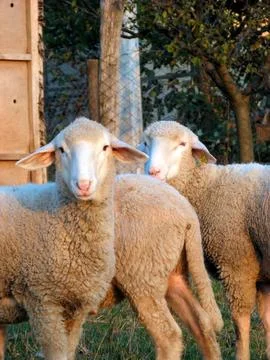Sheep farming Stock Photos