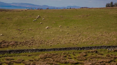 Sheep on farmland Stock Footage 68002930