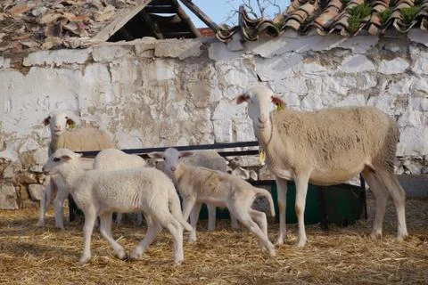 Sheep farms Stock Photos