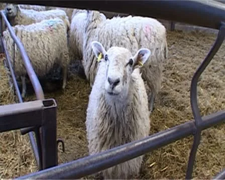 Sheep in farmyard pen. Stock Footage 10585353