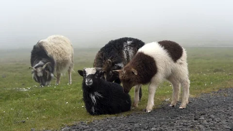 Sheep in Faroe Islands. Stock Footage 124216527