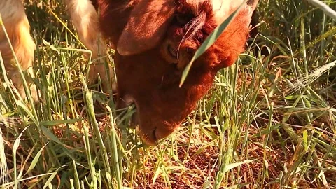Sheep feed on grass using lips and teeth, cutting, rumination. veterinary study Stock Footage 317880599