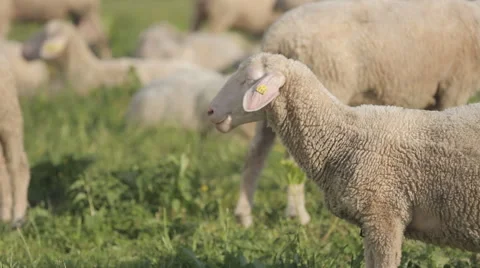 Sheep feed at a sheep-wool farm outside a barn. Stock Footage 64553476