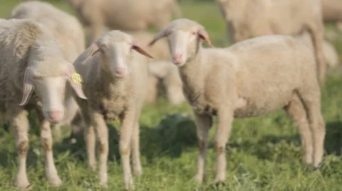 Sheep feed at a sheep-wool farm outside a barn. Stock Footage 64553482