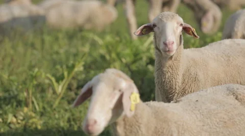 Sheep feed at a sheep-wool farm outside a barn. Stock Footage 64553559