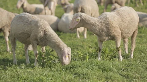 Sheep feed at a sheep-wool farm outside a barn. Stock Footage 64553587