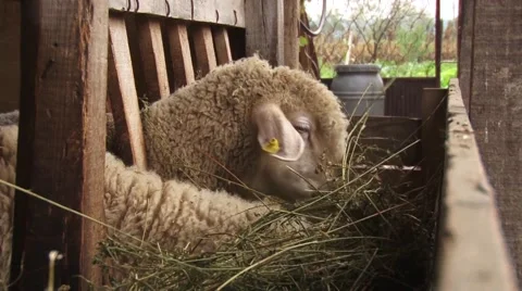 Sheep feed in the sheepfold Stock Footage 56521656