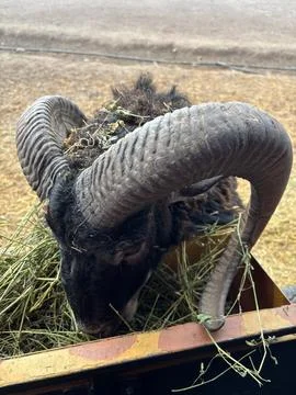 Sheep Feeding in a Barn Stock Photos