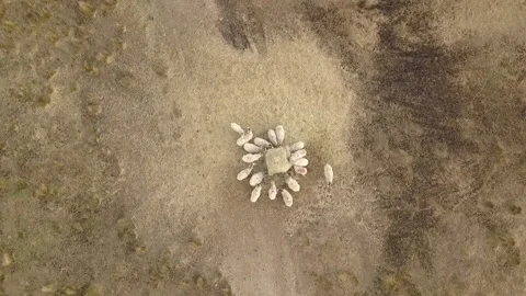 Sheep Feeding British Countryside Fields and Hills Yorkshire Pennines Flock Видео 154364029