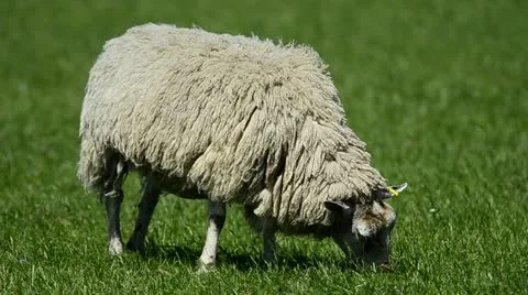 Sheep feeding in a field Stock Footage 11877435