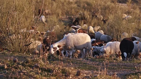 Sheep feeding freely between shrubs in mountainous area of pasture Stock Footage 100978526