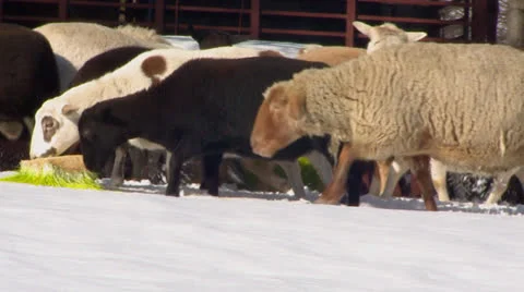 Sheep Feeding on Grass Stock Footage 26564354