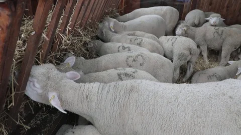 Sheep Feeding Hay Video stock 127447614