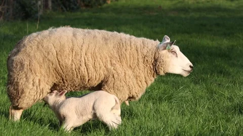 Sheep feeding its lamb milk feeding farm cattle ranch Stock Footage 138093394
