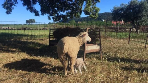 Sheep feeding lamb Video stock 108260317