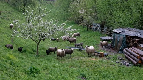 Sheep feeding on a lush meadow on a cloudy and drizzly spring day Stock Footage 130146760