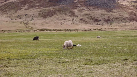 Sheep Feeding on a Lush Open Field With Foot of Mountain of the Backdrop Stock Footage 157375686