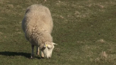 Sheep feeding on a meadow Stock Footage 42158450