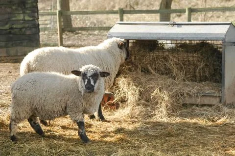 Sheep feeding Stock Photos