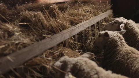Sheep feeding, Sheep lined, Calmly eating 스톡 동영상 287012173