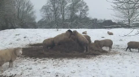 Sheep Feeding In The Snow Stock-Footage 20503891