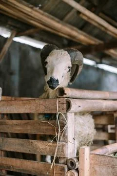 Sheep Feeding Time Foto stock